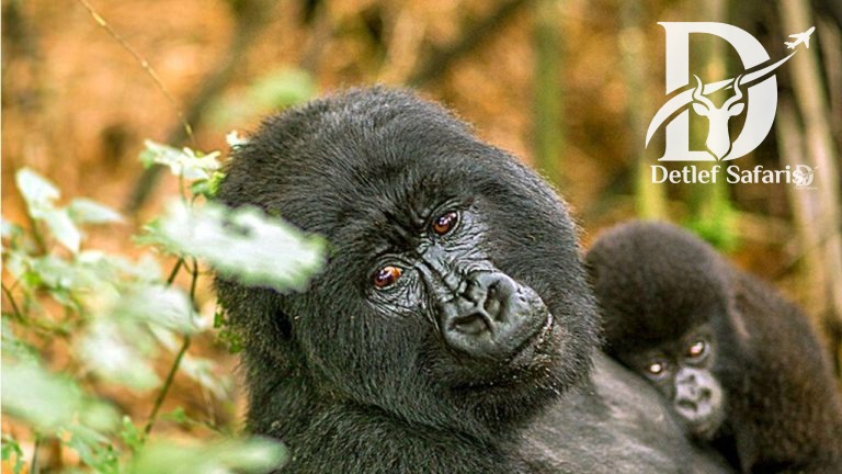 3 Days Bwindi Gorilla Trekking Safari from Kigali