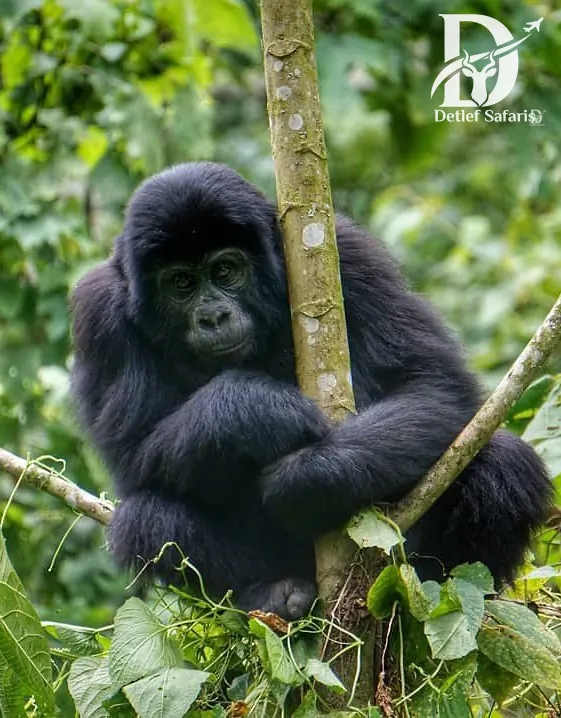 3 Days Rwanda Gorilla Trekking Safari