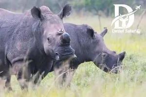 Gorilla tracking and Akagera safari in Rwanda