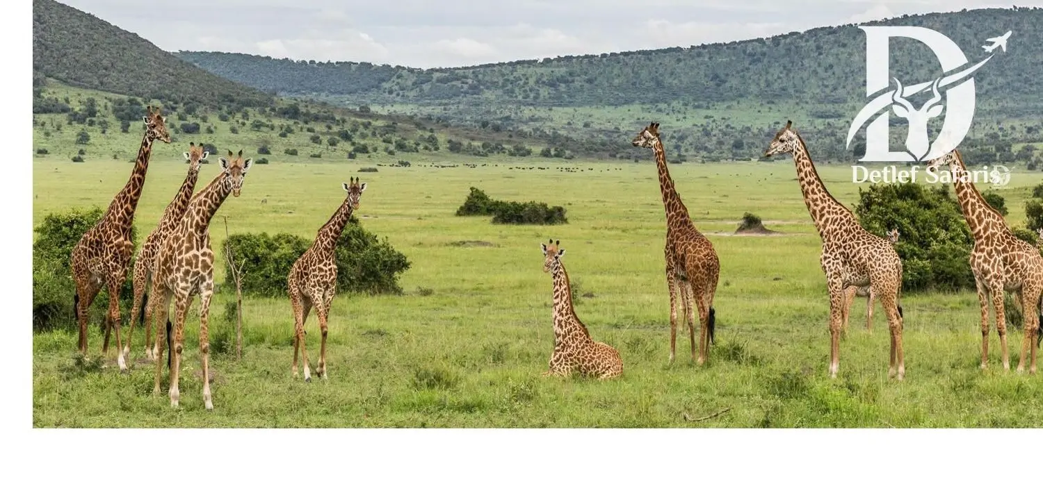 A herd of giraffe crossing the savanna in Akagera National Park, Rwanda