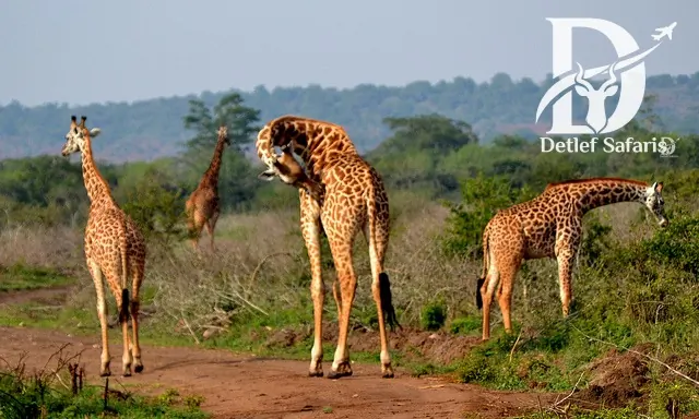 Akagera National Park