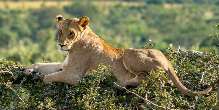 Akagera National Park, Rwanda