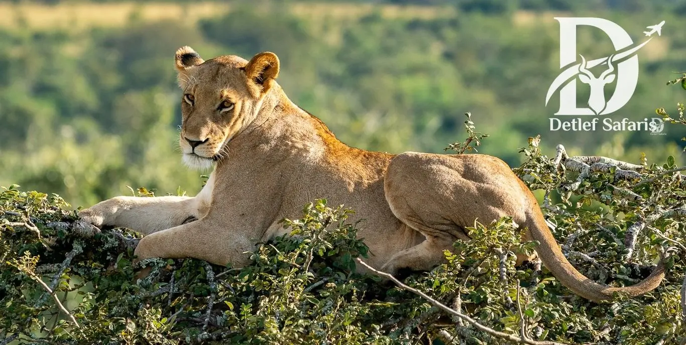 Akagera National Park, Rwanda