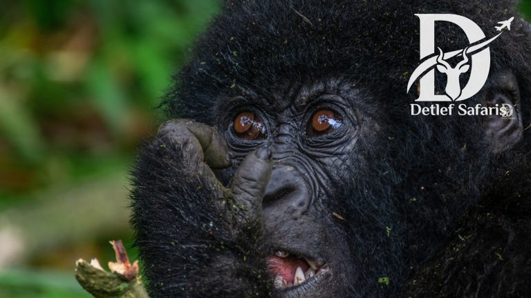 Mgahinga gorilla national park