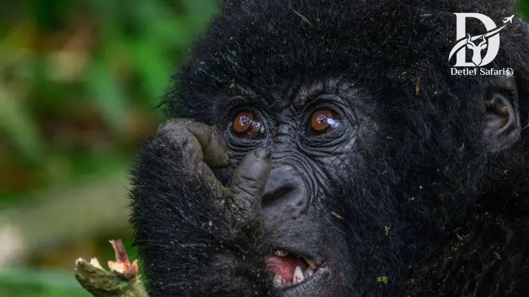 Mgahinga gorilla national park