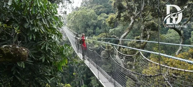Nyungwe Forest