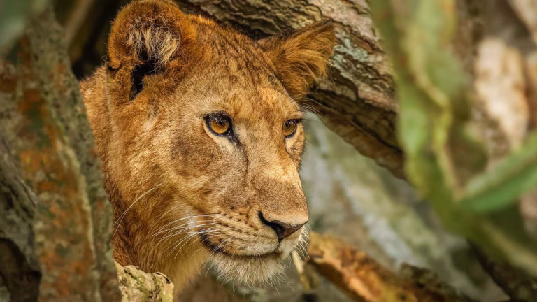 Queen Elizabeth National Park, Uganda