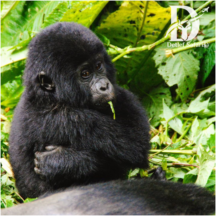 Gorilla trekking in Rwanda