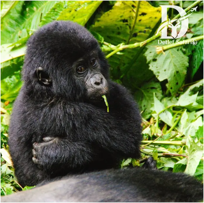 Gorilla trekking in Rwanda