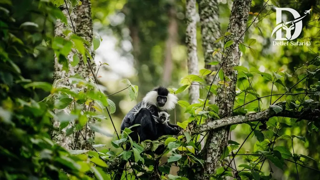 7 Days Rwanda Gorilla Trekking Tour