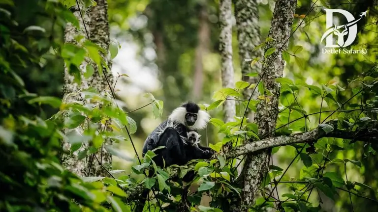 7 Days Rwanda Gorilla Trekking Tour