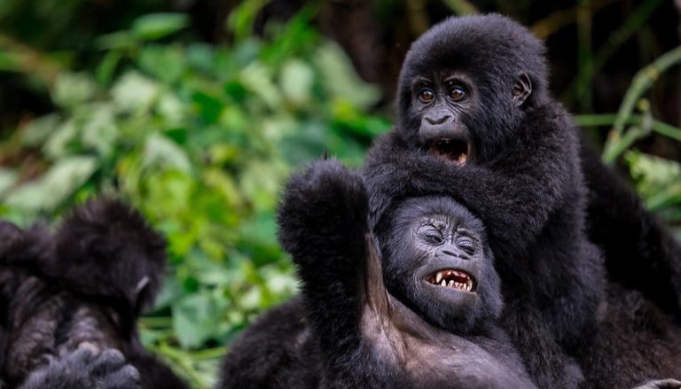 Mountain gorillas in Uganda