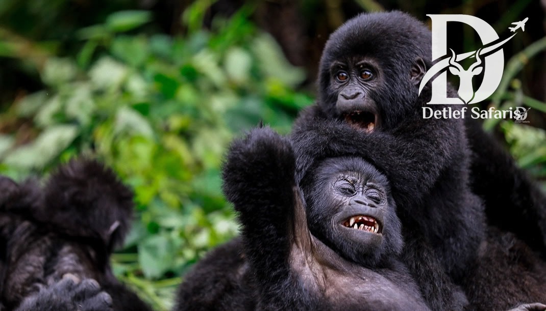 Mountain gorillas in Uganda