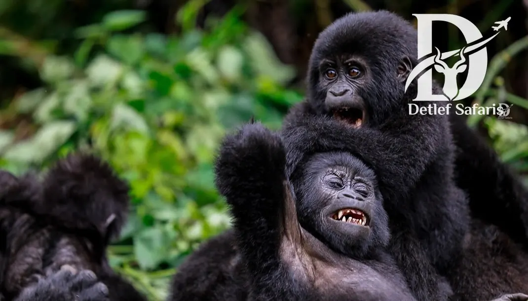Mountain gorillas in Uganda