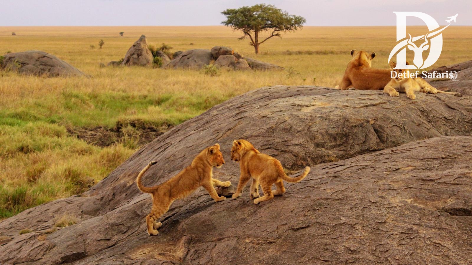 Ngorongoro Crater