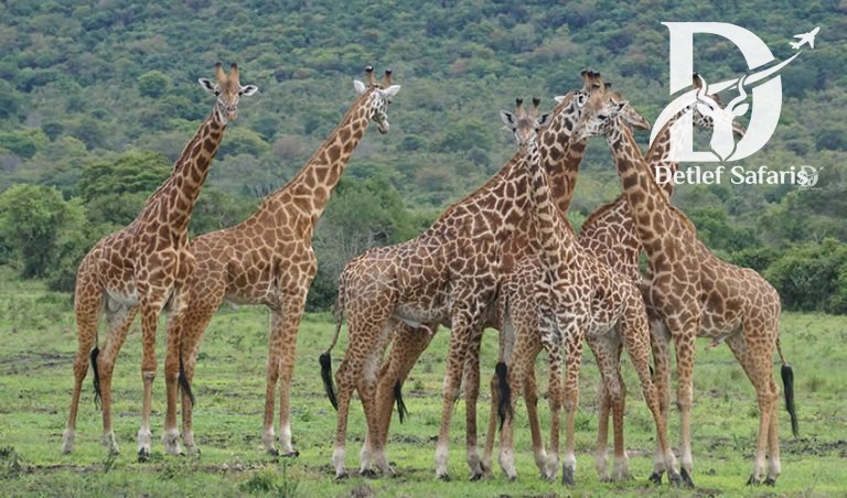 5 Days Safari in Rwanda