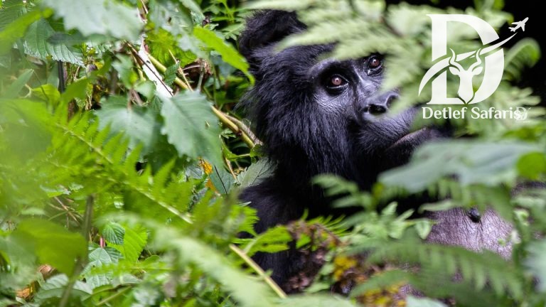 Bwindi impenetrable national park