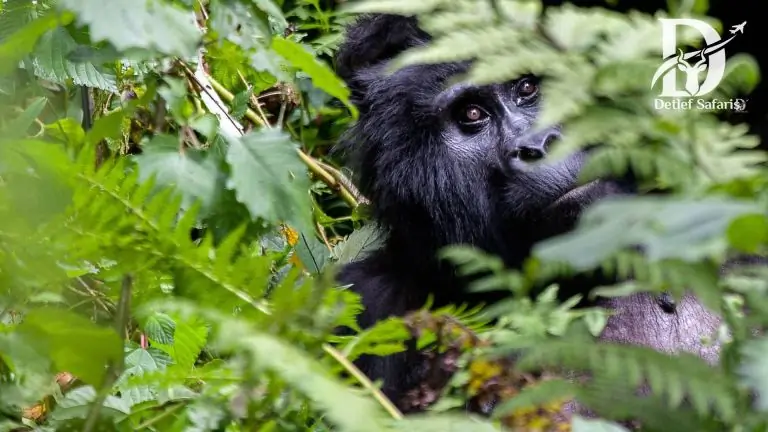 Bwindi impenetrable national park