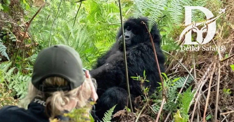 Bwindi Impenetrable Forest