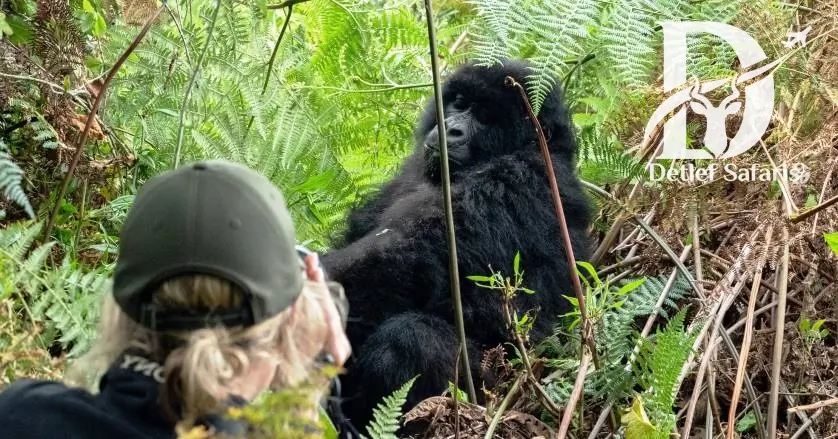 Mountain Gorilla in Bwindi Uganda
