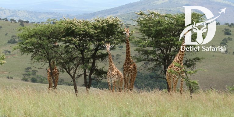 Akagera National park