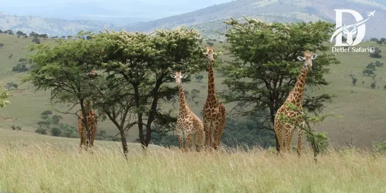 Akagera National park