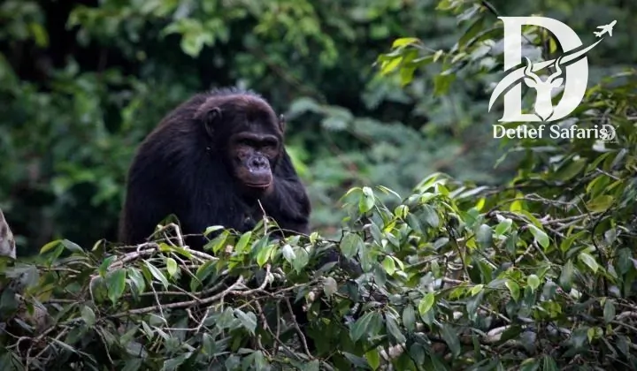 Gishwati-Mukura National Park