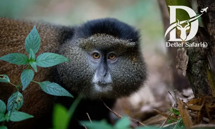 Golden Monkey Trekking, Uganda