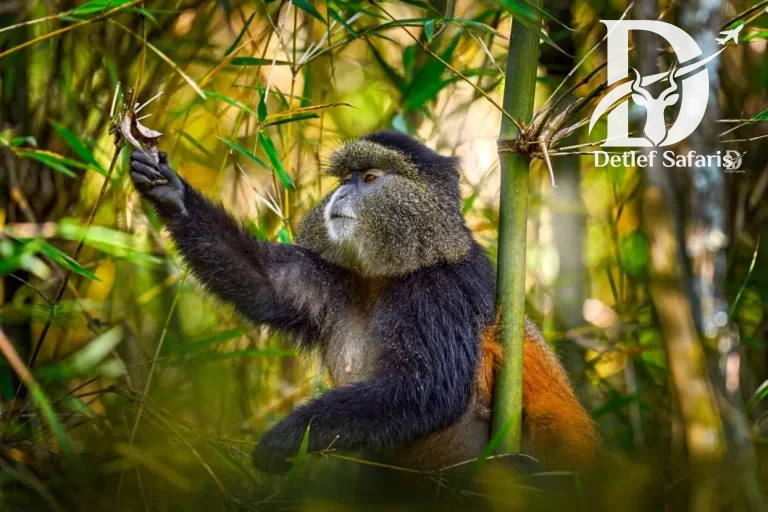 4 Days Uganda Gorilla and Golden Monkey Safari