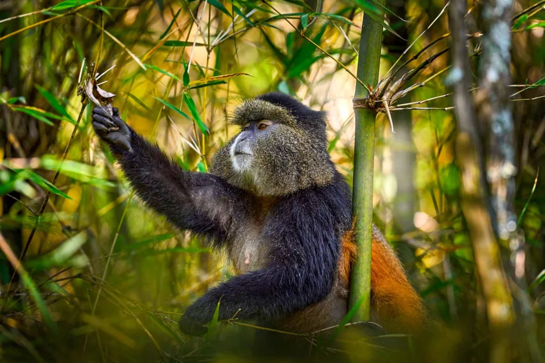 4 Days Uganda Gorilla and Golden Monkey Safari