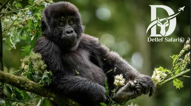 3 Days Bwindi Gorilla Safari