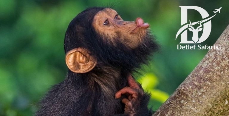 The Ultimate Guide to Kibale Forest National Park in Uganda