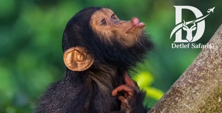 The Ultimate Guide to Kibale Forest National Park in Uganda