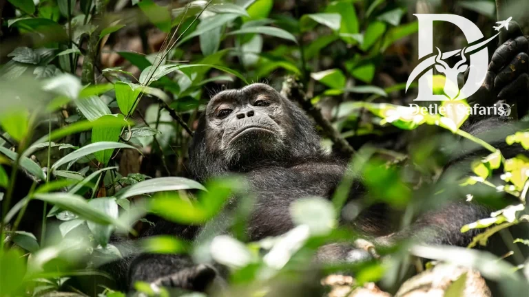 Kibale Forest National Park, Uganda