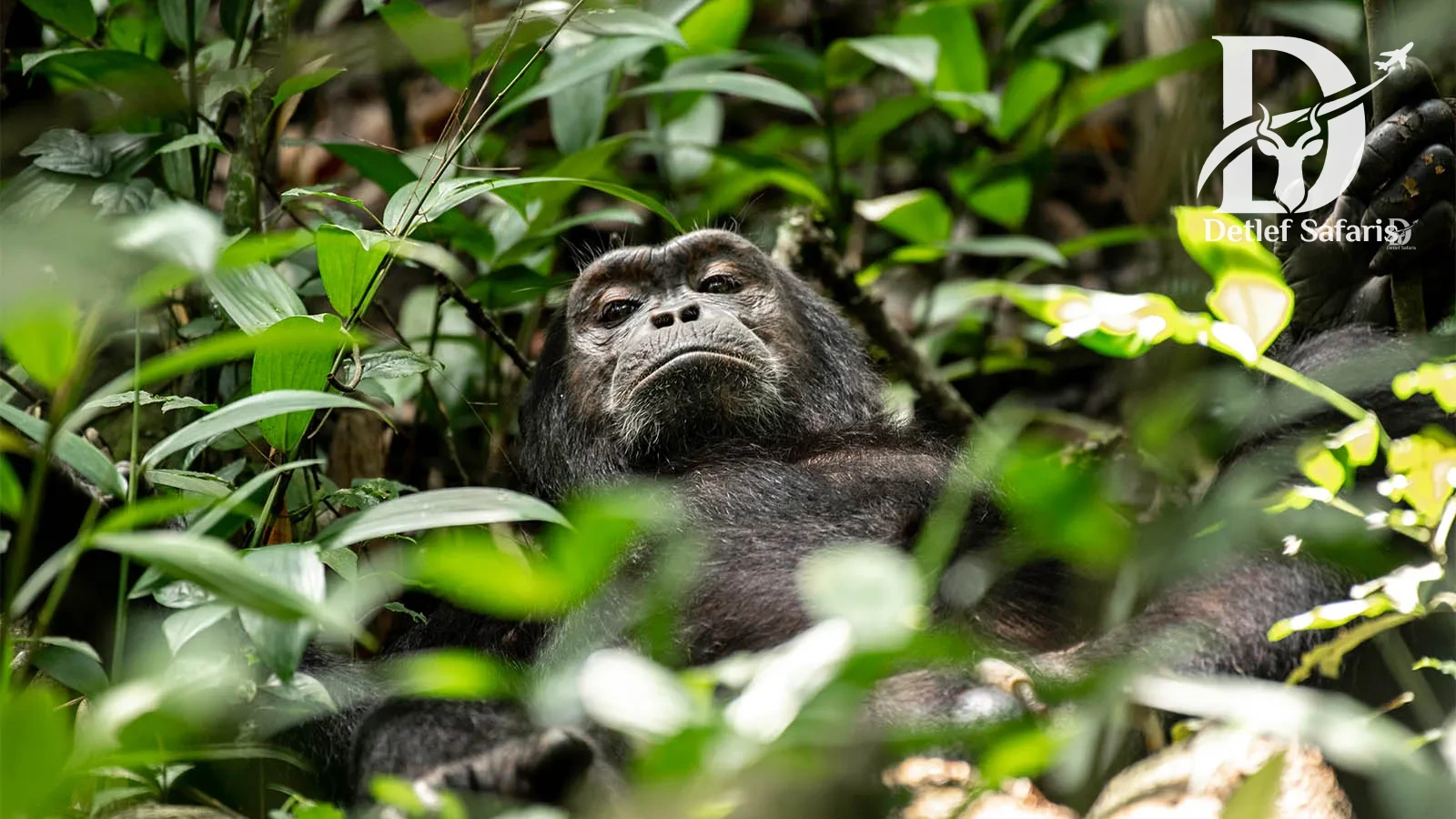 Kibale Forest