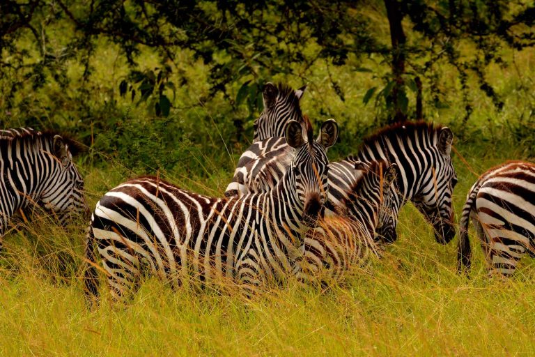 Lake Mburo National Park, Uganda