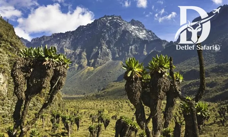 Rwenzori Mountains National Park