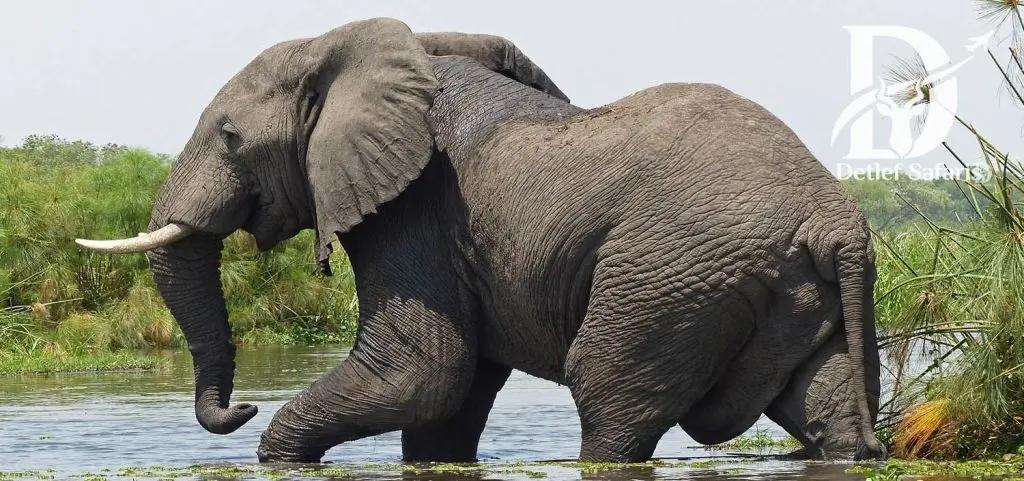 10 Days Uganda Primate Safari