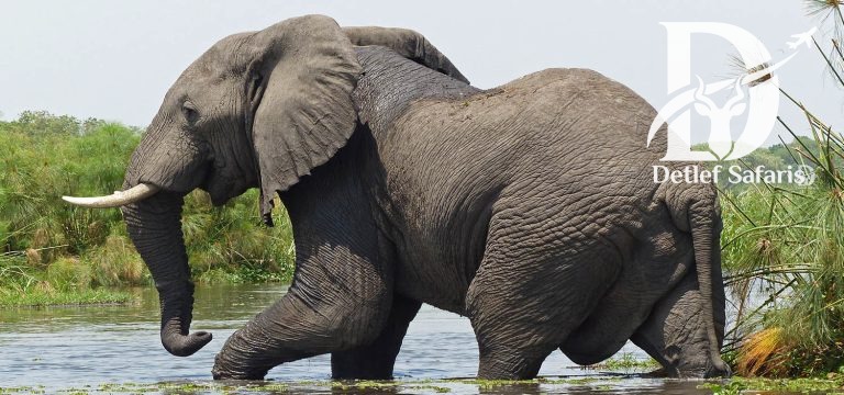 10 Days Uganda Primate Safari