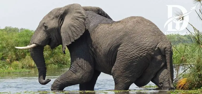 10 Days Uganda Primate Safari