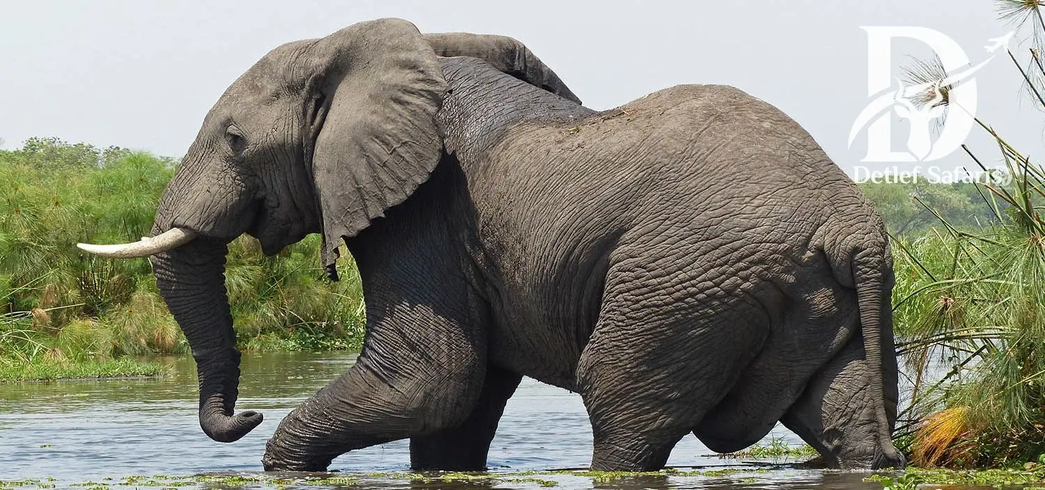 Elephant crossing the Nile at Murchison Falls