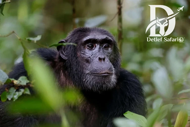 6 Days Gorilla and Chimpanzee Rwanda Tour