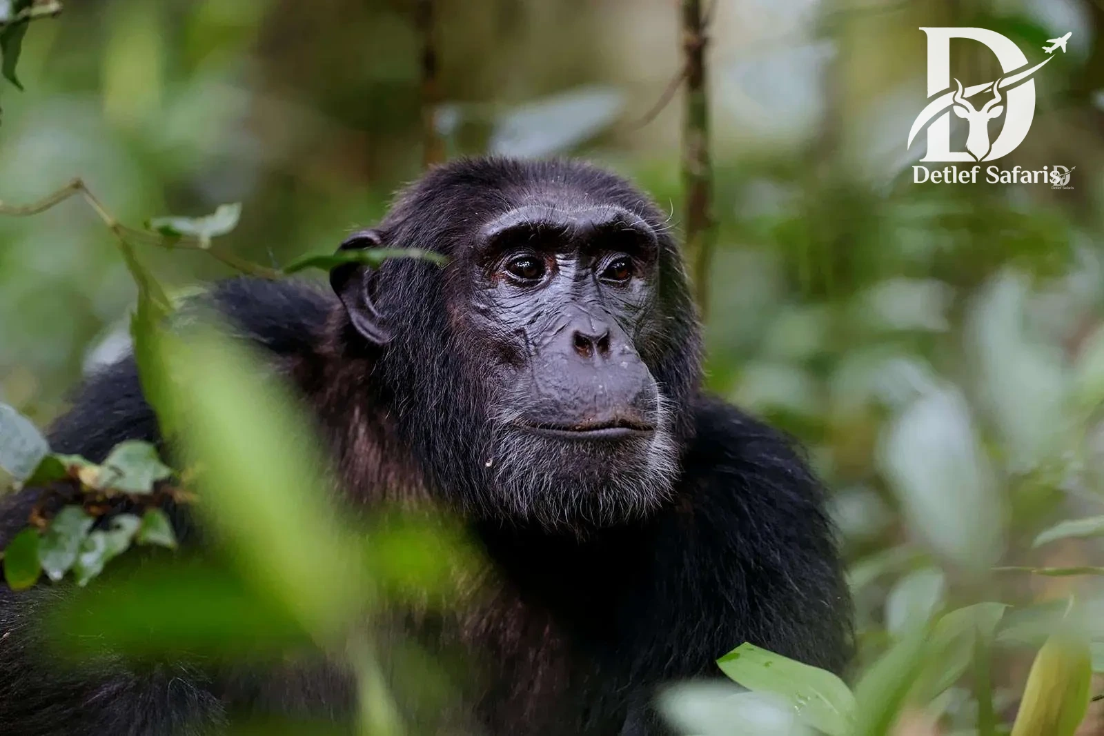 Chimpanzees in Nyungwe Forest, Rwanda