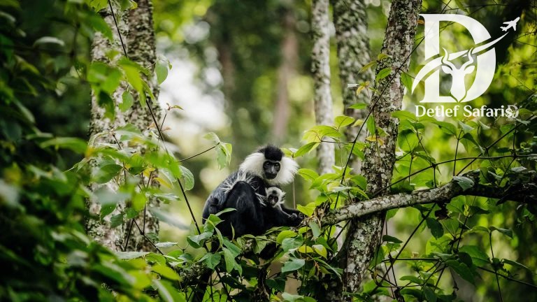 Nyungwe Forest National Park