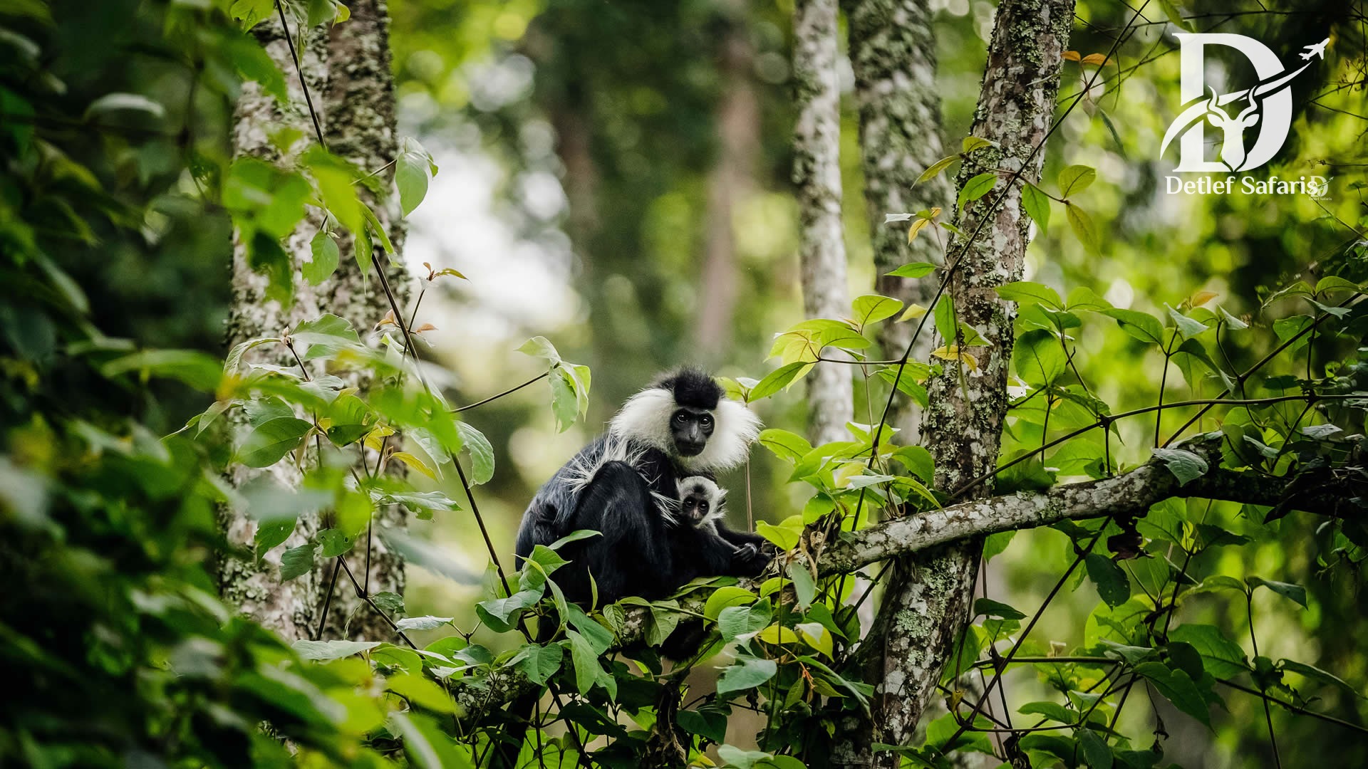 Nyungwe Forest National Park