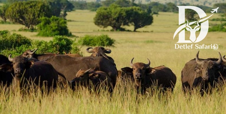 6 Days Uganda Gorillas, Chimpanzee Habituation & Wildlife Safari