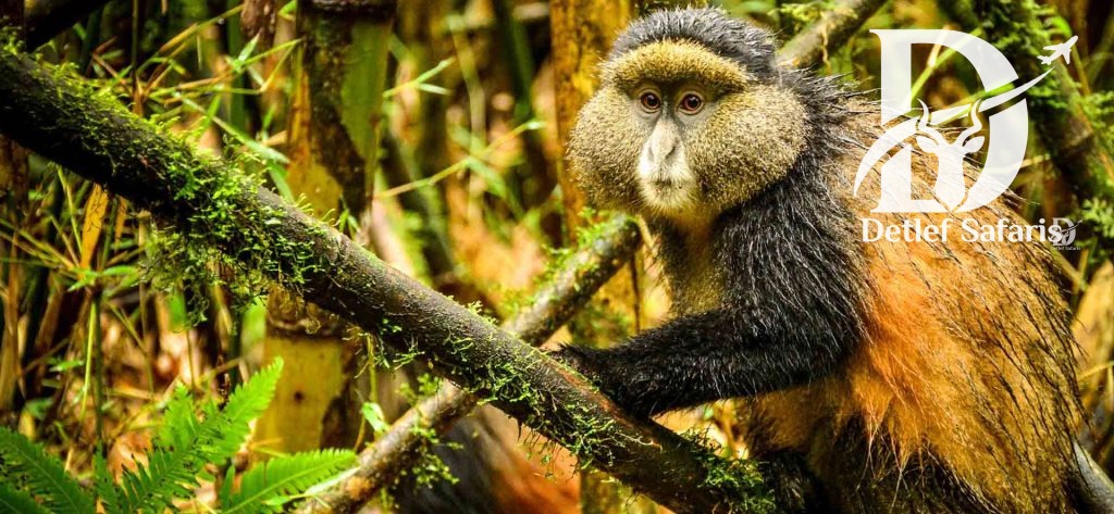 Golden Monkey, Rwanda