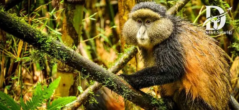 Golden Monkey Trekking