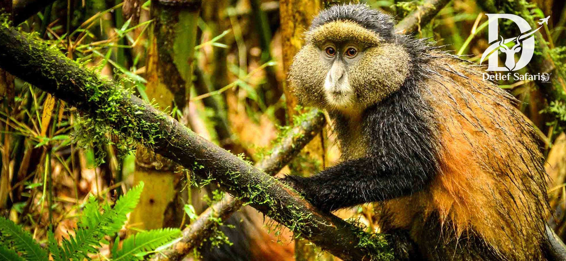 Golden Monkey Trekking