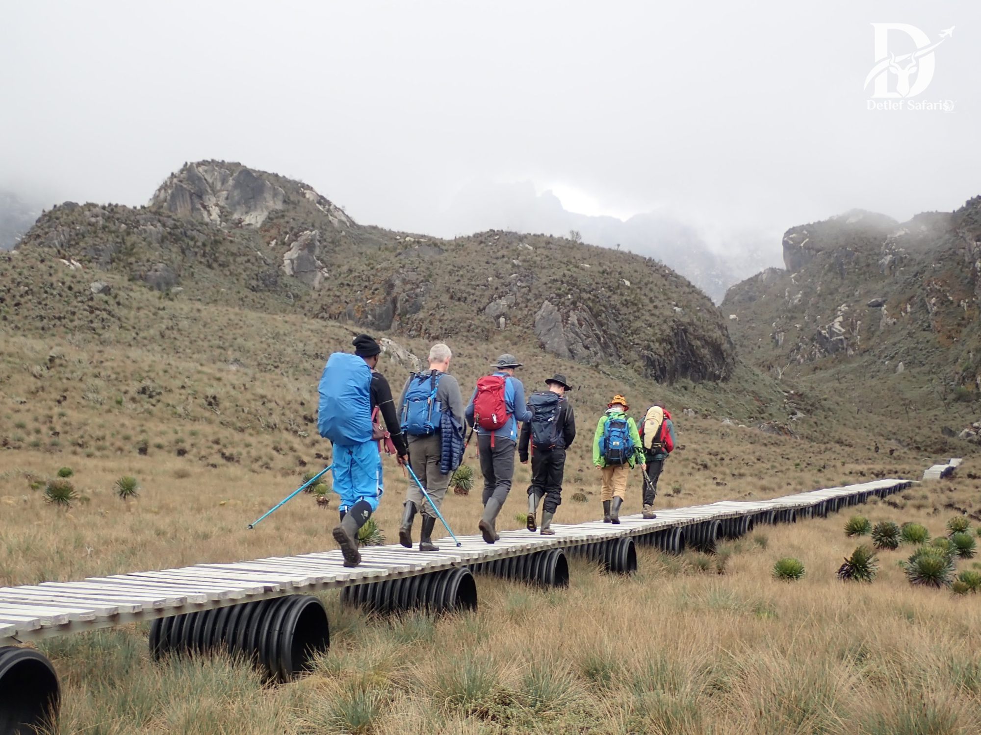 Trekkers crossing a boardwalk through Rwenzori's moorland